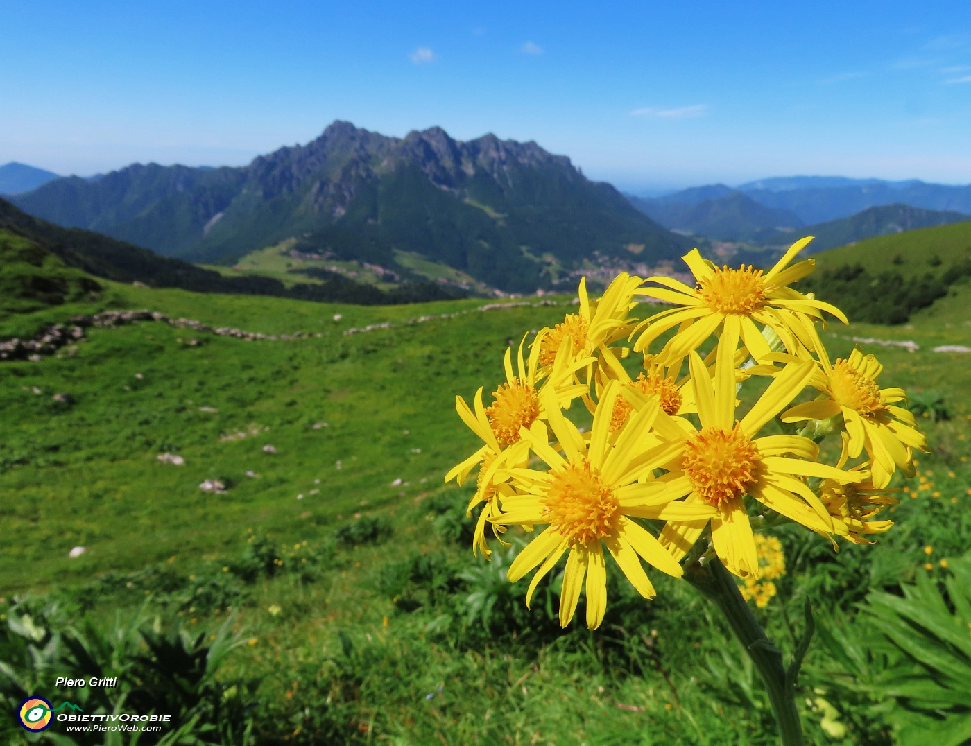 35 Tephroseris longifolia  (Senecione di Gaudin) con vista in Alben.JPG